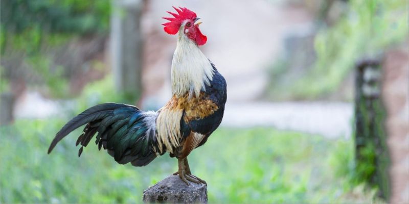 Lý giải việc nên học hỏi cách nuôi gà bo lớn
